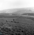 Shepherding, Ribblehead
